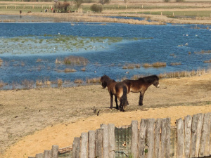 Exmoorský pony na Kozmických ptačích loukách