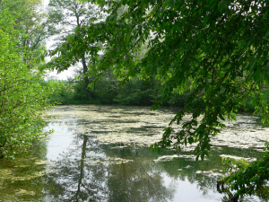 Poštovní rybník