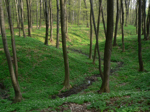 Hněvošický háj